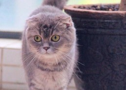 娱乐吃瓜君和折耳猫,揭秘娱乐圈的萌宠故事