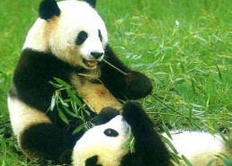 娱乐吃瓜大熊猫微博,揭秘大熊猫微博背后的趣味故事